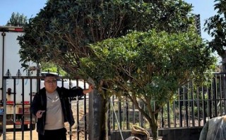 北京适合栽种哪些桂花品种？