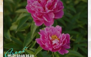 芍药花怎么养？管理技巧有哪些？