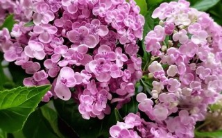 小株型绣球花品种有哪些？