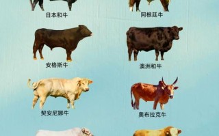 我国主要引进哪些牛品种？