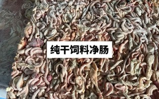 鸡肠子粉能做什么饲料