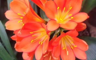 红色君子兰有哪些品种？