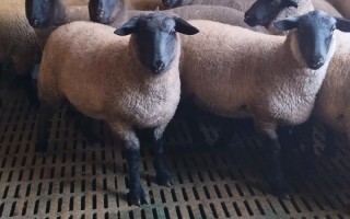 现在养什么品种羊效益高