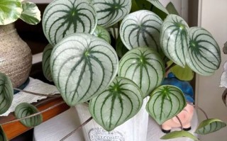 西瓜皮椒草有哪些常见品种？