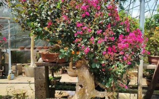 紫薇花盆景的制作方法