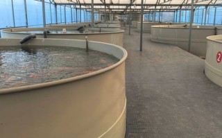 水产养殖试验推广项目如何高效落地？