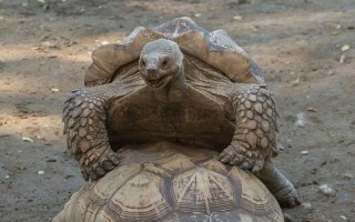 不同品种的龟能交配吗？