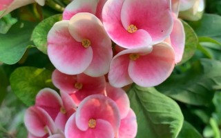 大叶虎刺梅品种到底有多少？