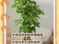 室内发财树水培怎么养才好？