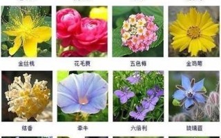 花卉品种与名称大全图片有哪些？