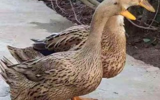 产蛋量高的鸭是什么品种