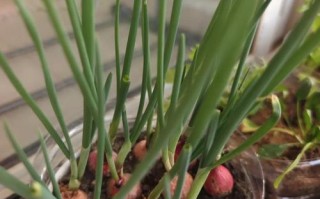 粉葱啥时候种？怎么种才好？