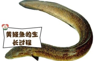 海鳗鱼品种有哪些？图片怎么认？