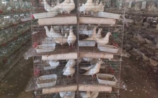 肉鸽养殖选什么品种好？