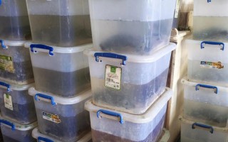 宿迁湖南活体水产托运