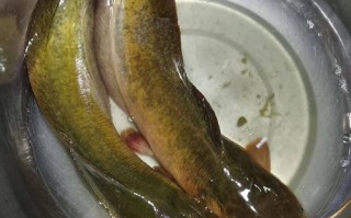 池塘里常见鱼品种有哪些？