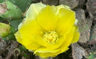 仙人掌花品种有哪些？