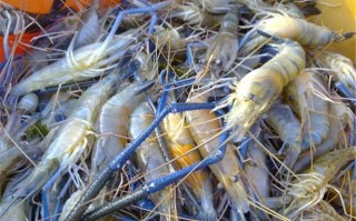 人工养殖虾哪个品种最好？