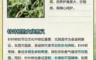 针叶树品种有哪些常见名称？