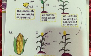 玉米啥时候种？怎么种才高产？