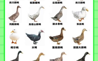 适合放养的鸭品种有哪些