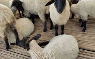 最漂亮的羊品种是什么