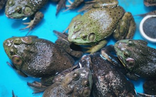 长沙水产市场青蛙价格