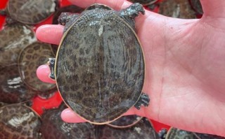 广西水产养殖什么品种好