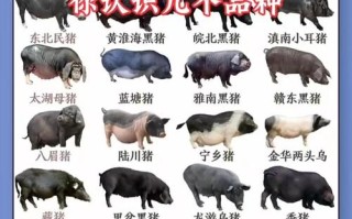 猪品种图片大全有哪些常见品种？
