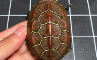 金线龟哪些品种好？附图片参考。