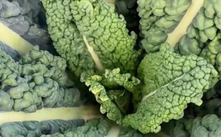 深色绿叶菜品种有哪些？