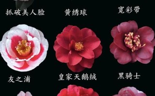 茶花有哪些品种？附图片解析