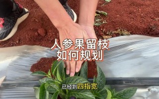人参果修剪方法图解视频怎么做？