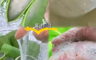 库拉索芦荟哪个品种最好？