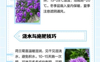 荷兰菊如何扦插养殖？