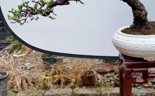 贴梗海棠盆景怎么制作？