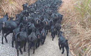 哪种黑山羊品种体重最重？