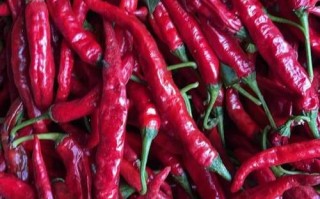 农村常见辣椒品种有哪些？