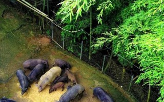 黑豚种苗价格多少