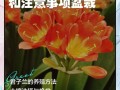 君子兰怎么养才好？注意啥？