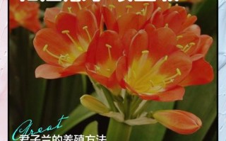 君子兰怎么养才好？注意啥？