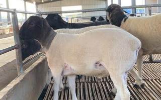 杂交羊肉口感差异有多大？