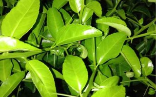 桔子树苗带刺是哪个品种？