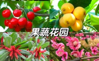 中国目前最好的果树品种有哪些？
