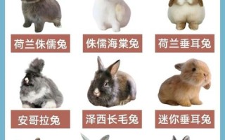 什么品种的肉兔子好养又易活？
