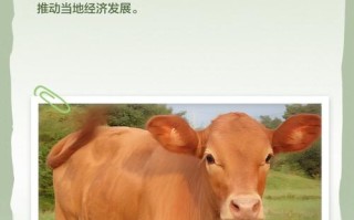 现在鲁西黄牛价格多少