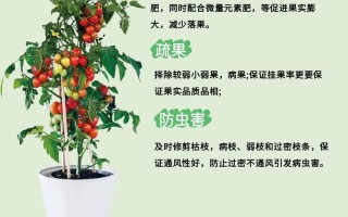 番茄高产种植有哪些关键技术与管理要点？