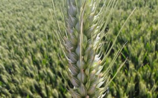 早熟高产小麦品种有哪些？