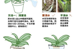 蝴蝶兰怎么养？视频教你方法！