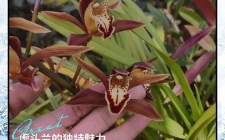 虎头兰有哪些常见品种？